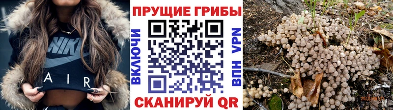 Галлюциногенные грибы ЛСД KRAKEN ссылки Печоры